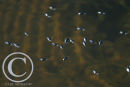 Whirligig Beetles.